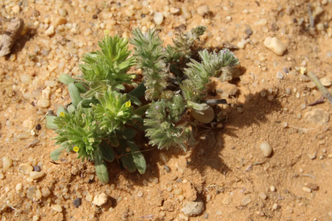 Comparison of Arnebia tinctoria and Arnebia decumbens