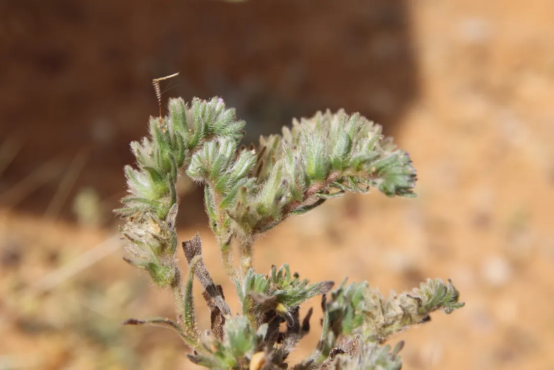 Arnebia tinctoria flower
