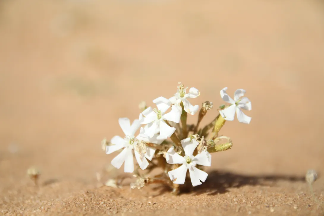 Whole plant