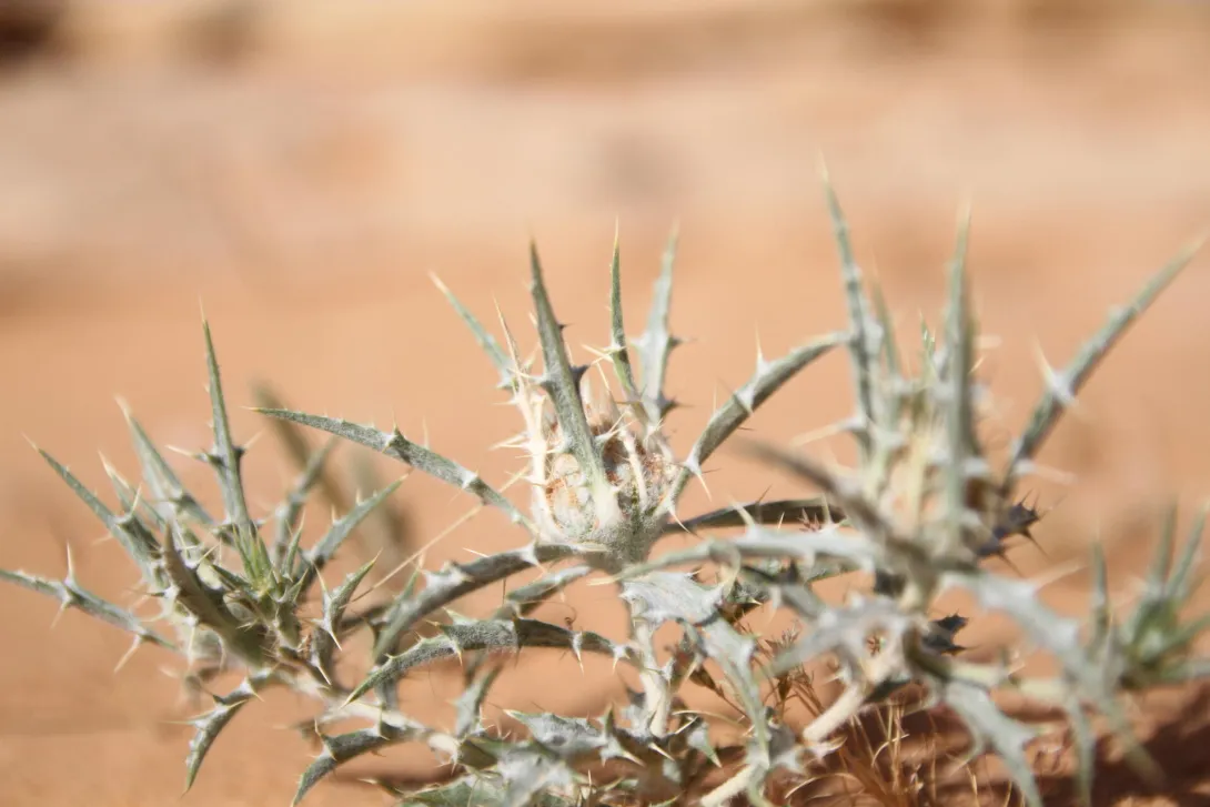 Whole plant