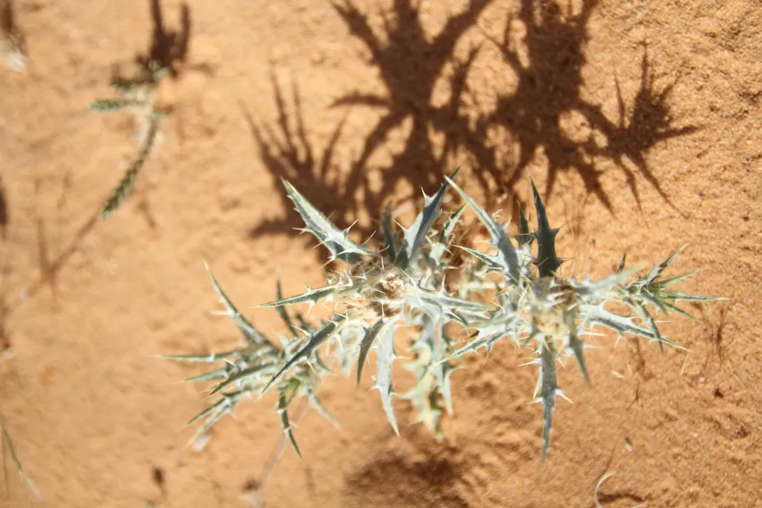 Whole plant