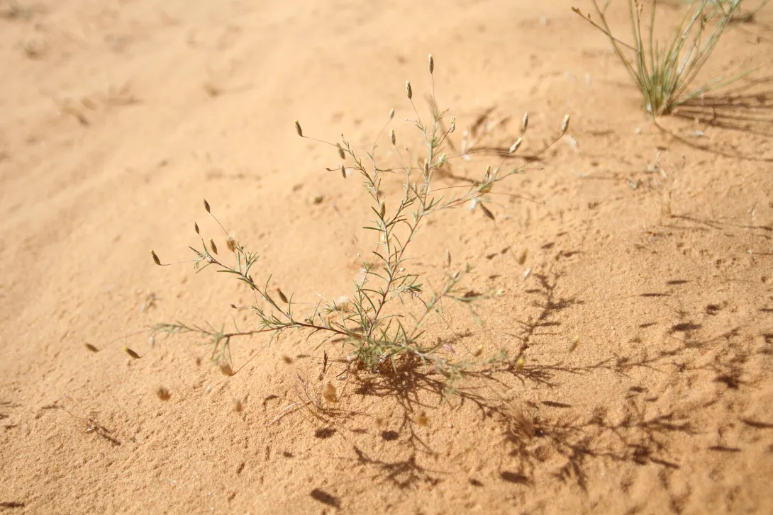 Whole plant