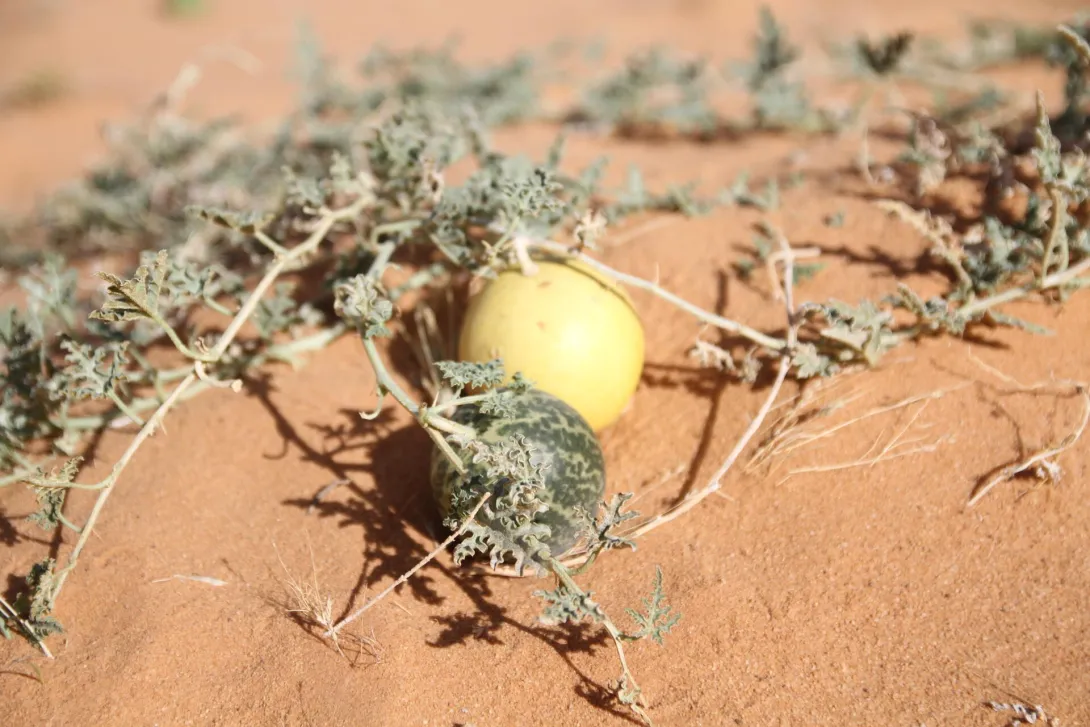 Citrullus colocynthis fruits
