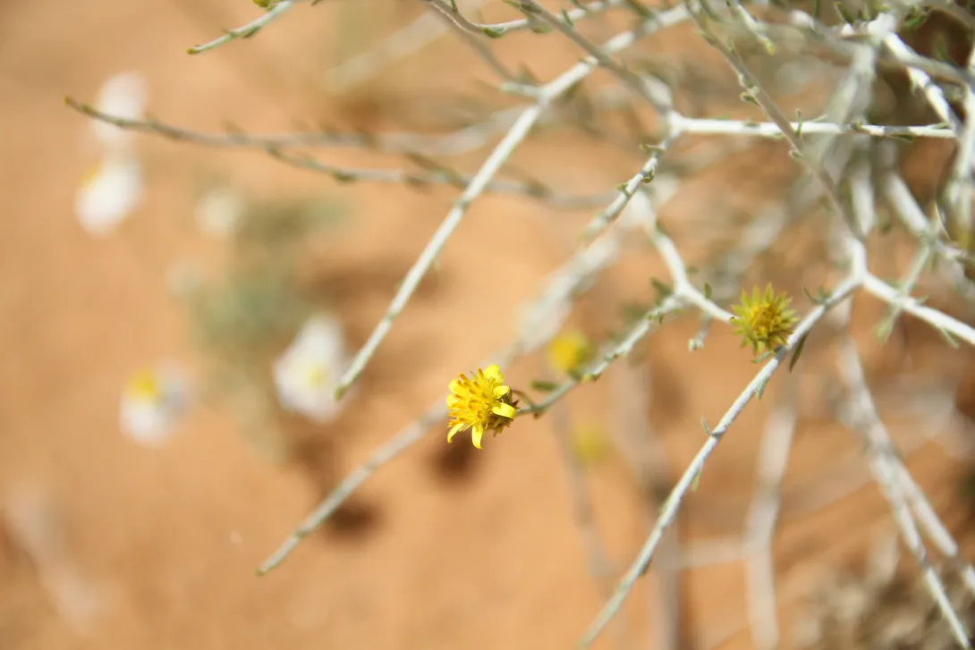 Rhanterium epapposum flower