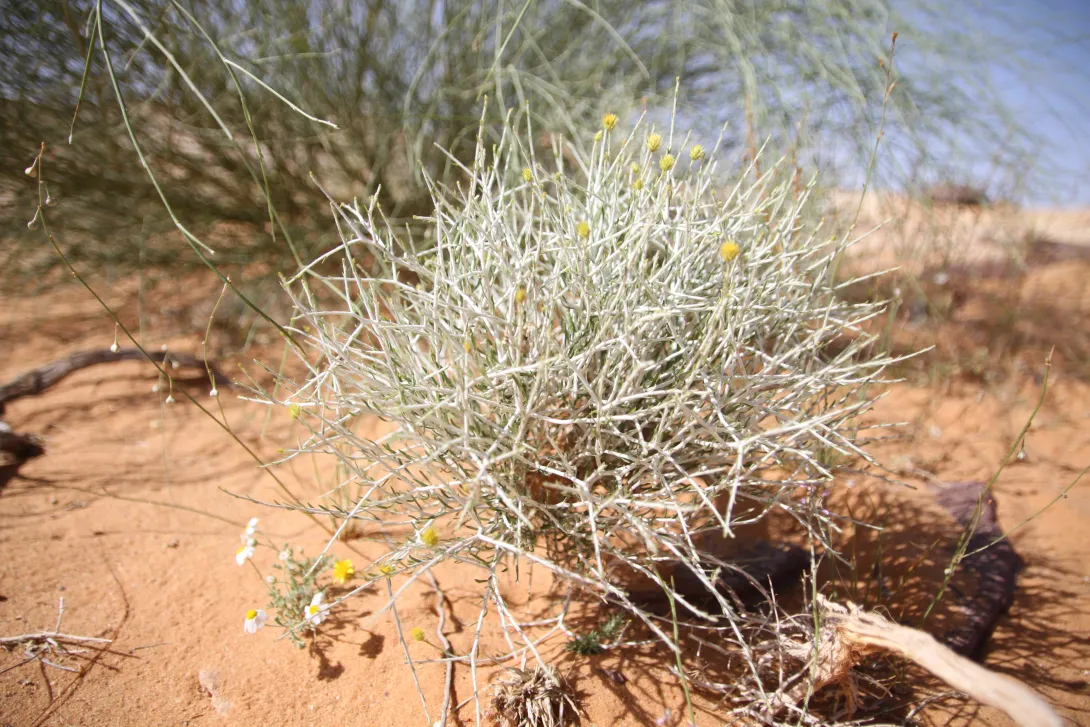 Whole plant