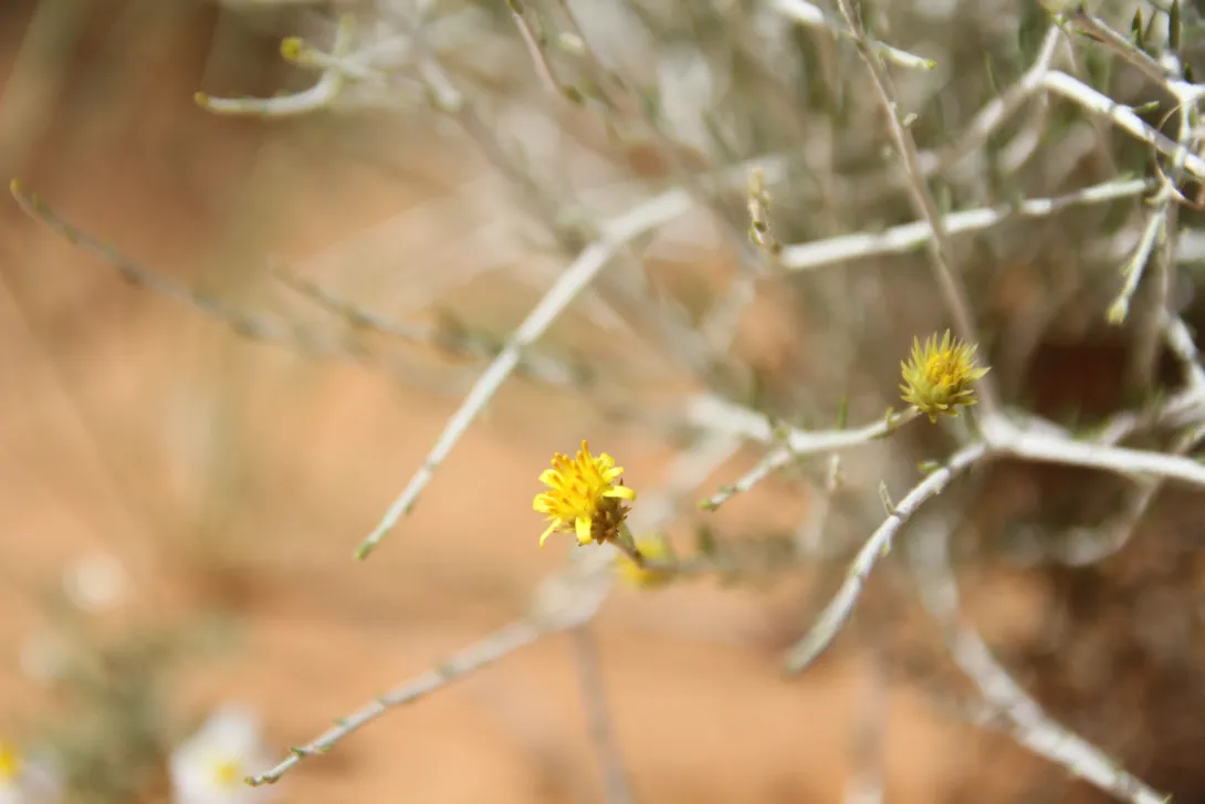 Rhanterium epapposum flower