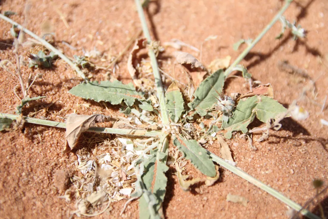 Centaurea mesopotamica leaves