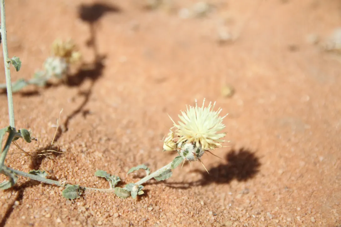 Centaurea mesopotamica flowers