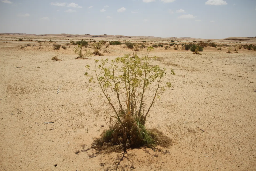 Whole plant