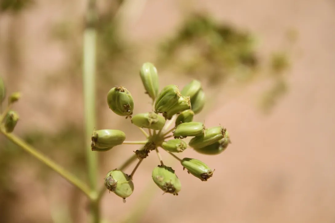 Ferula sinaica fruits