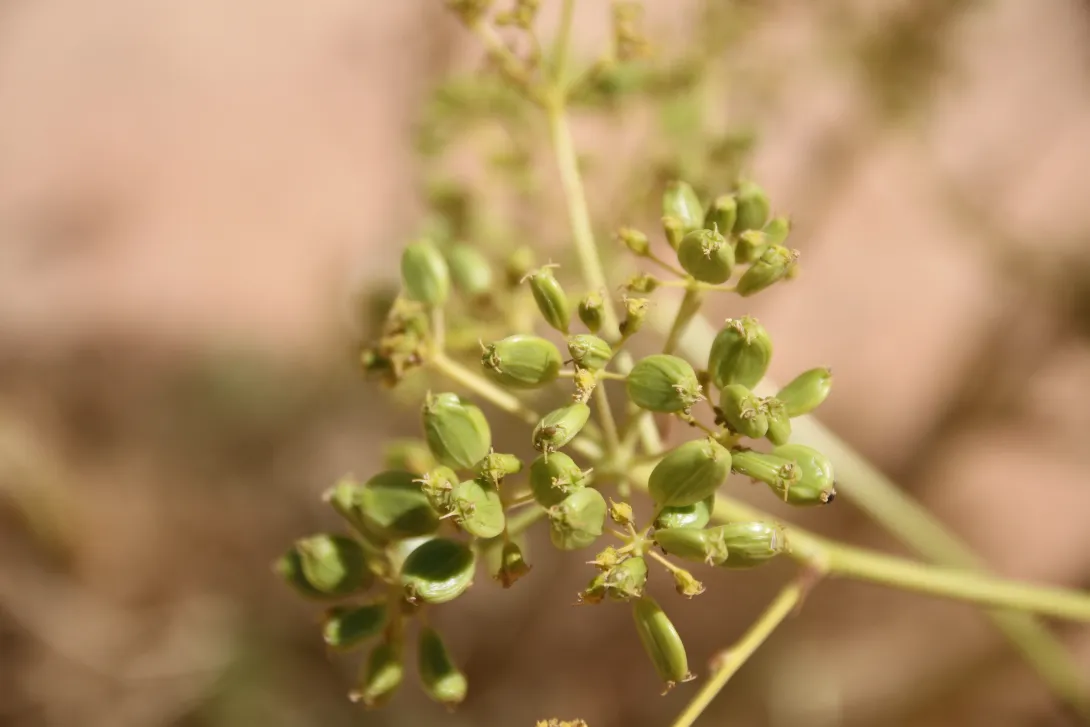 Ferula sinaica fruits
