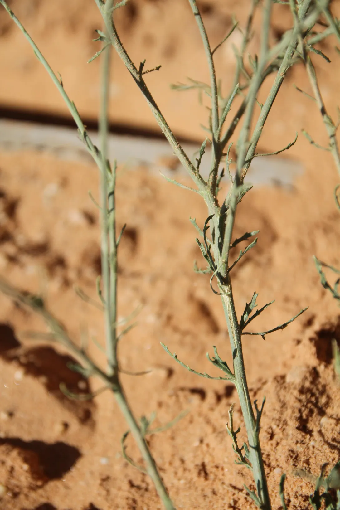 Centaurea scoparia leaves