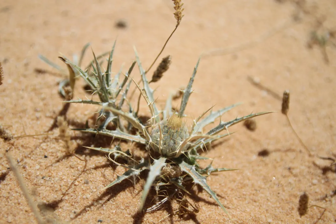 Whole plant