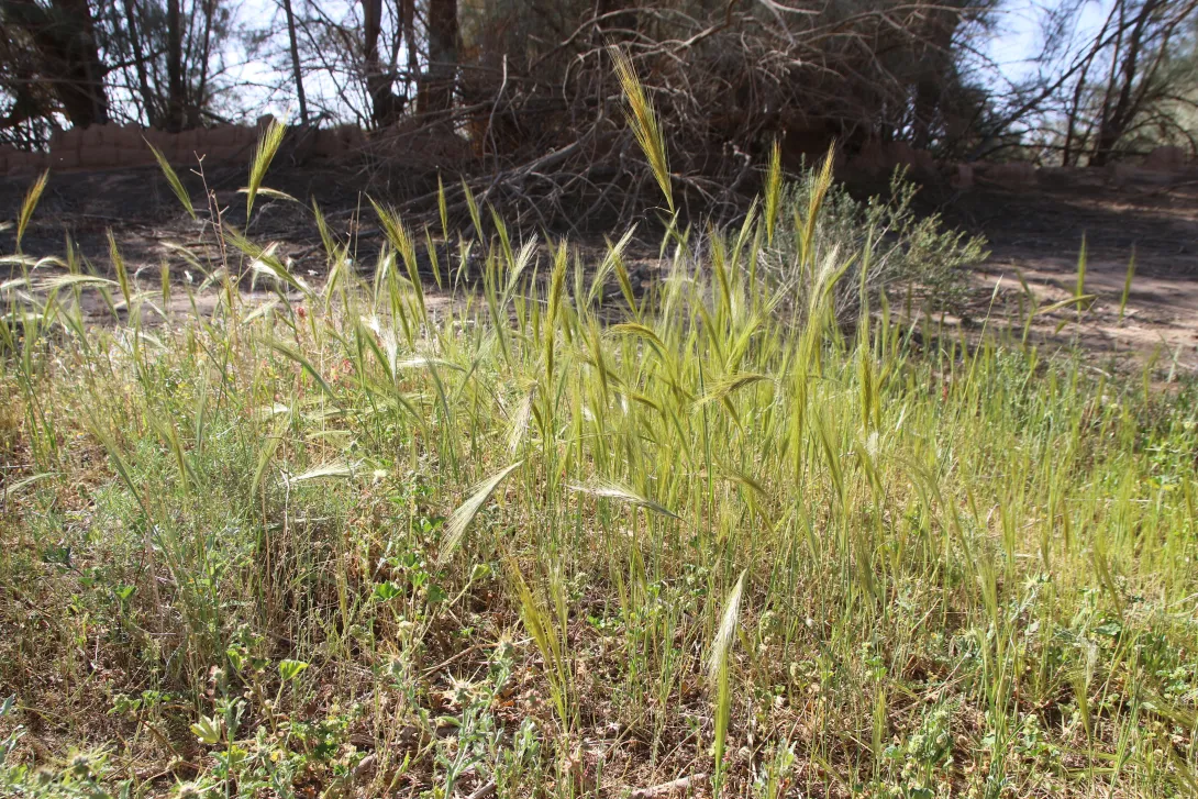 Whole plant