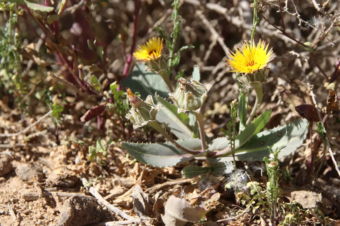 Whole plant