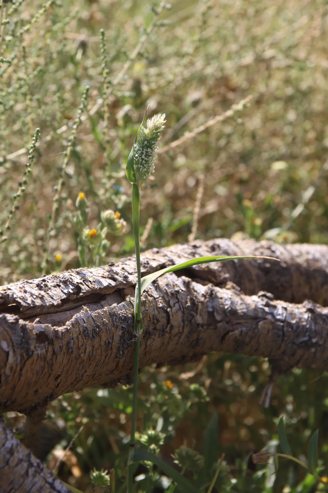 Whole plant