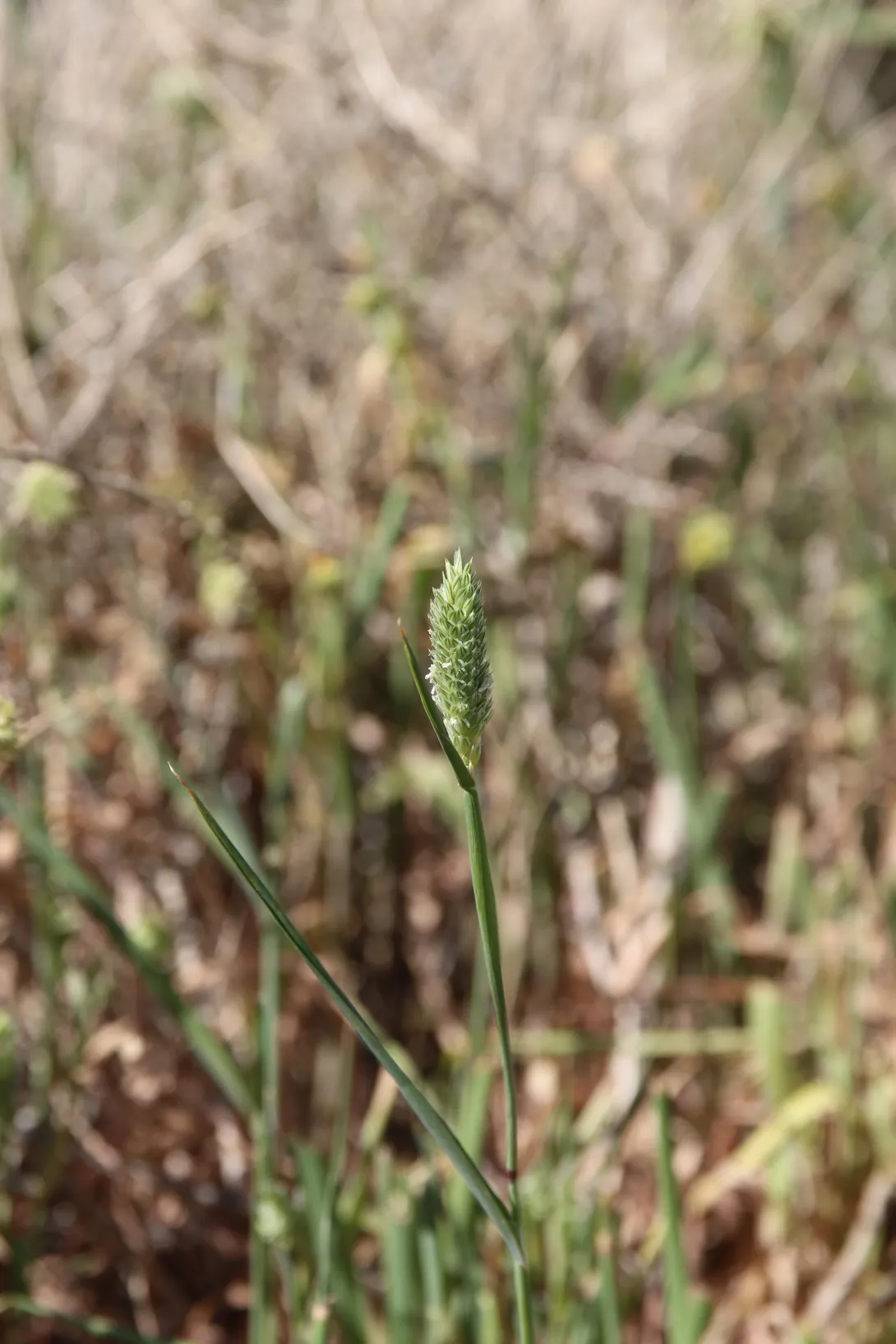 Whole plant