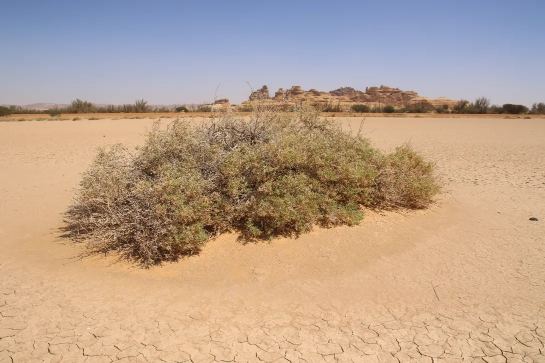 Whole plant