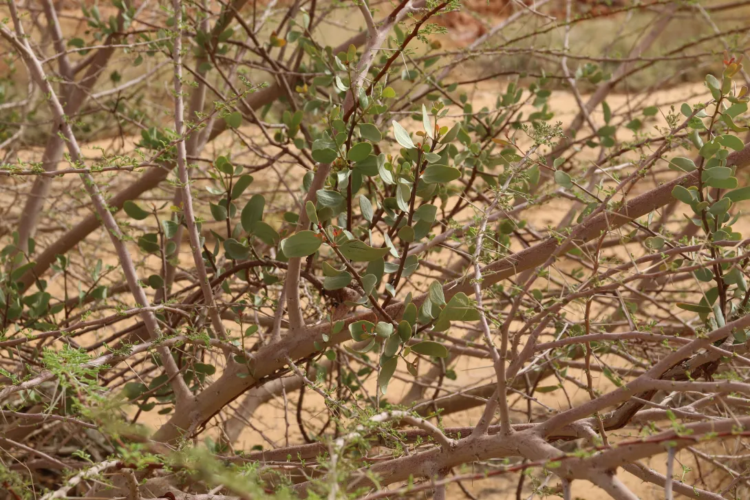 Whole plant