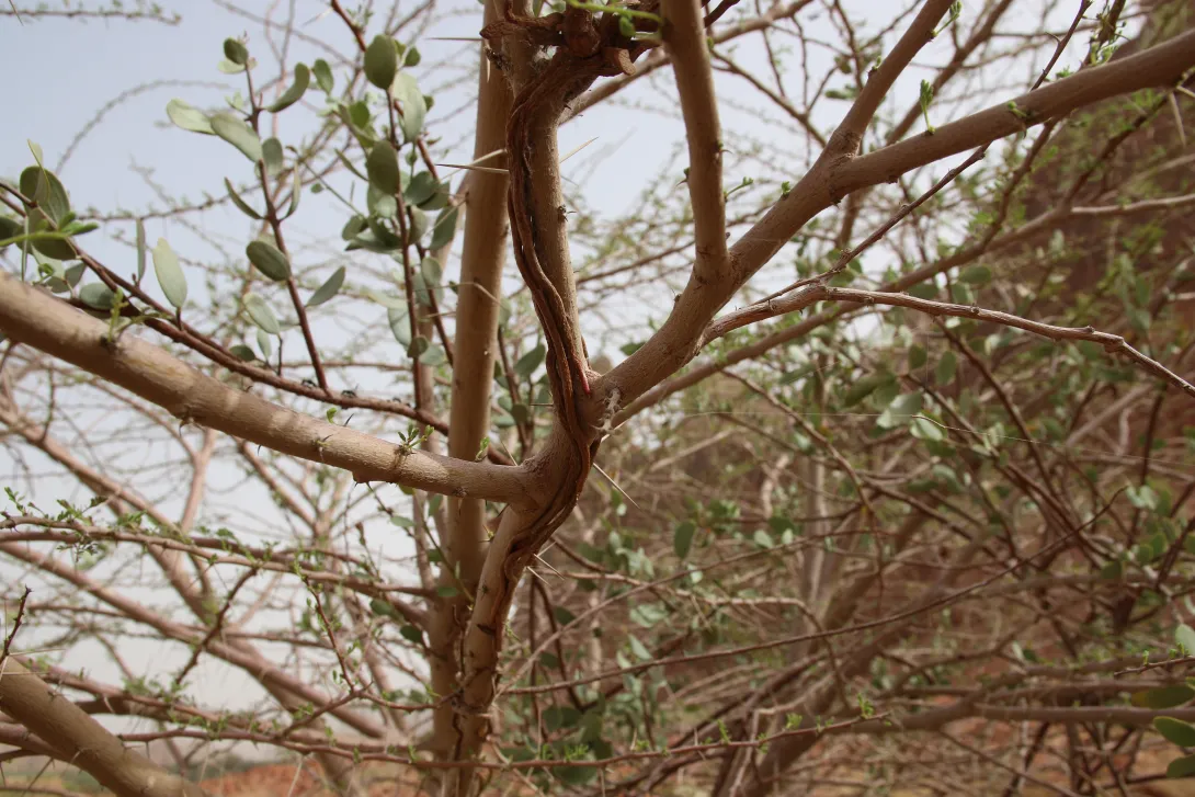 Plicosepalus acaciae attaching itself to its host