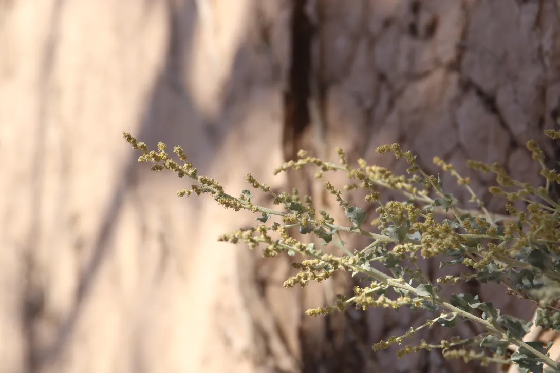 Atriplex turcomanica flowers