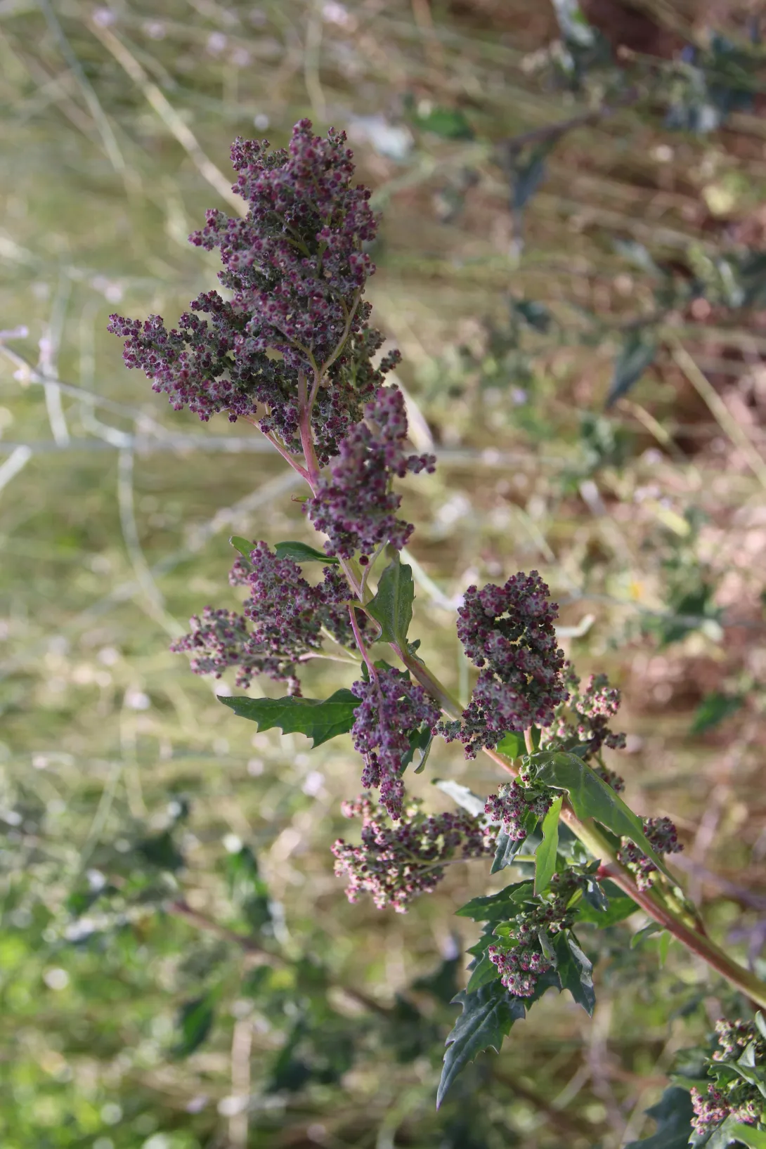 Chenopodiastrum murale fruits