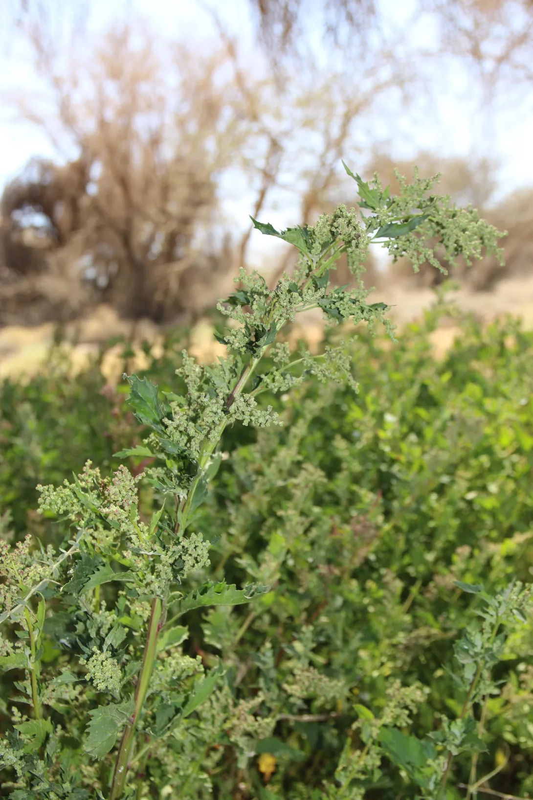 Whole plant