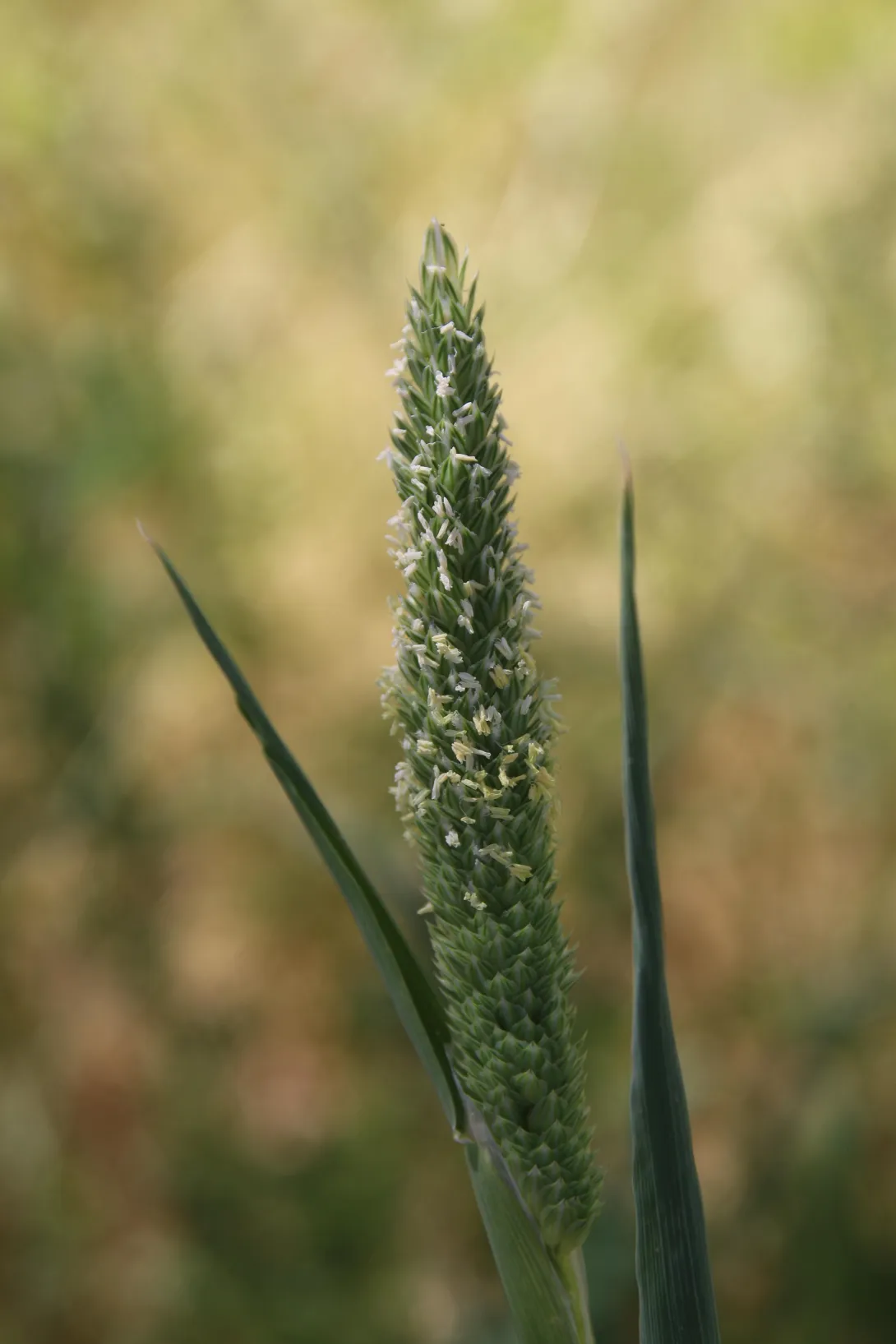 Phalaris minor flowers