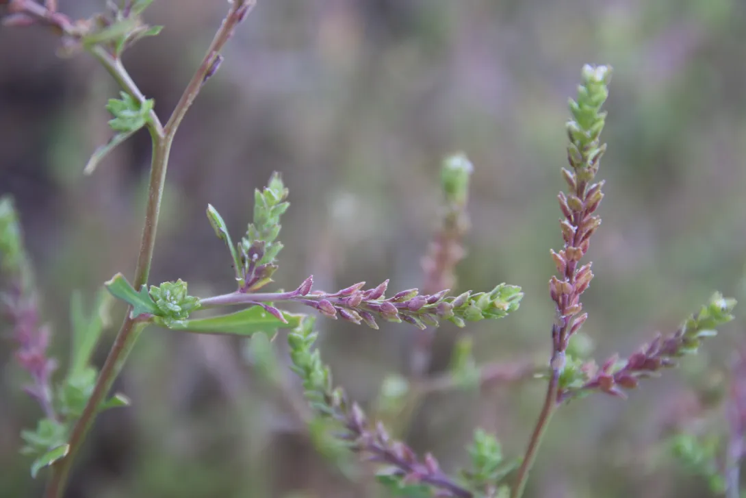 Lepidium aucheri fruits
