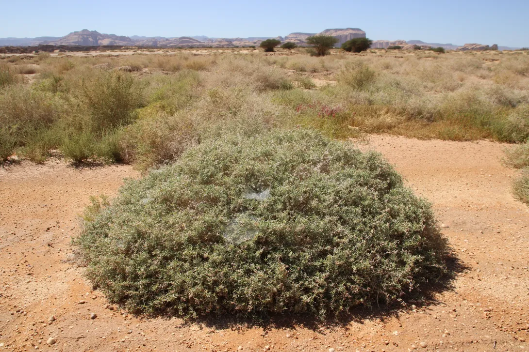 Whole plant