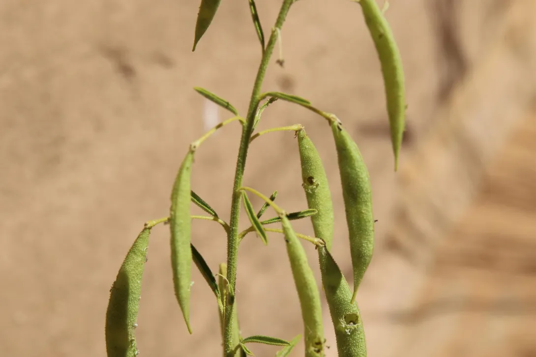 Cleome amblyocarpa fruits