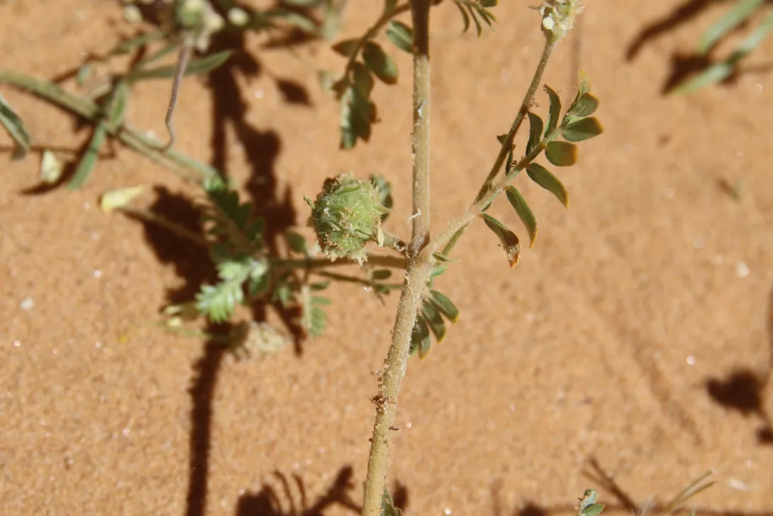 Tribulus macropterus fruit
