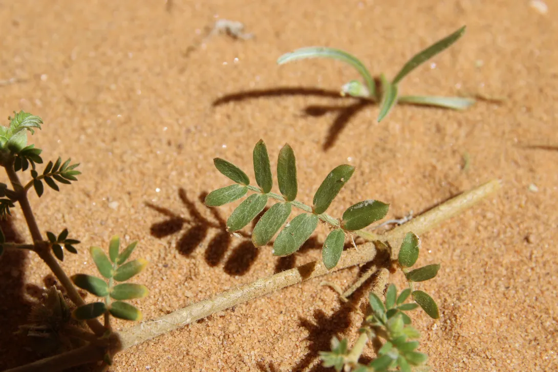 Tribulus macropterus leaves