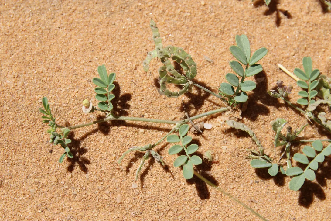 Hippocrepis constricta fruits and leaves
