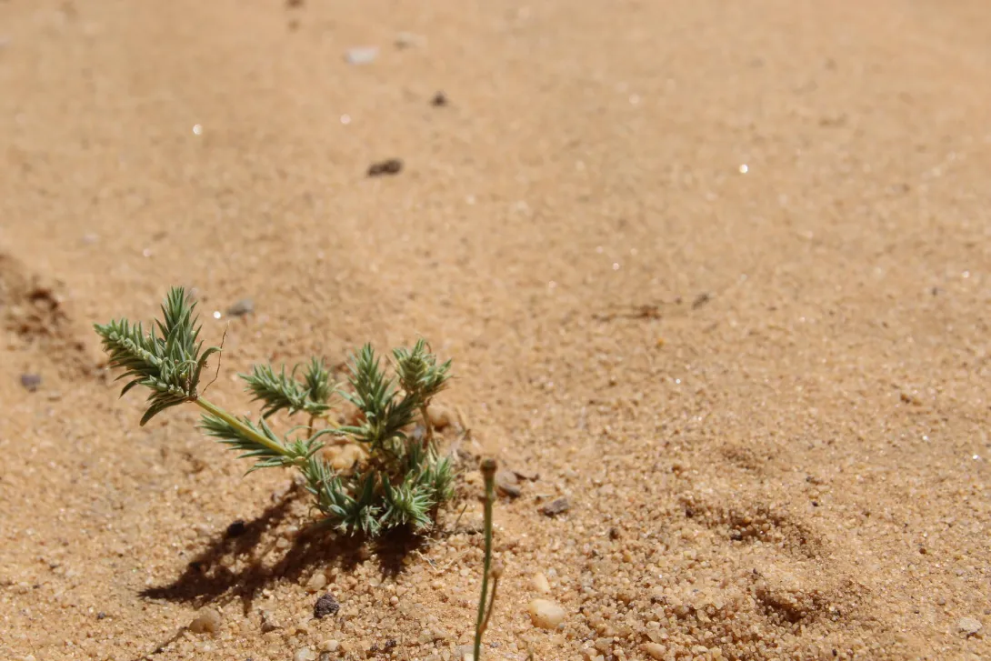 Whole plant