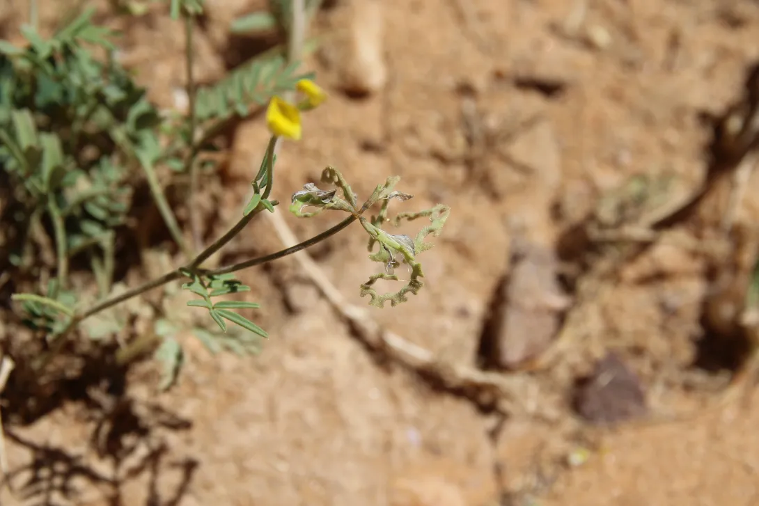 Hippocrepis areolata fruit