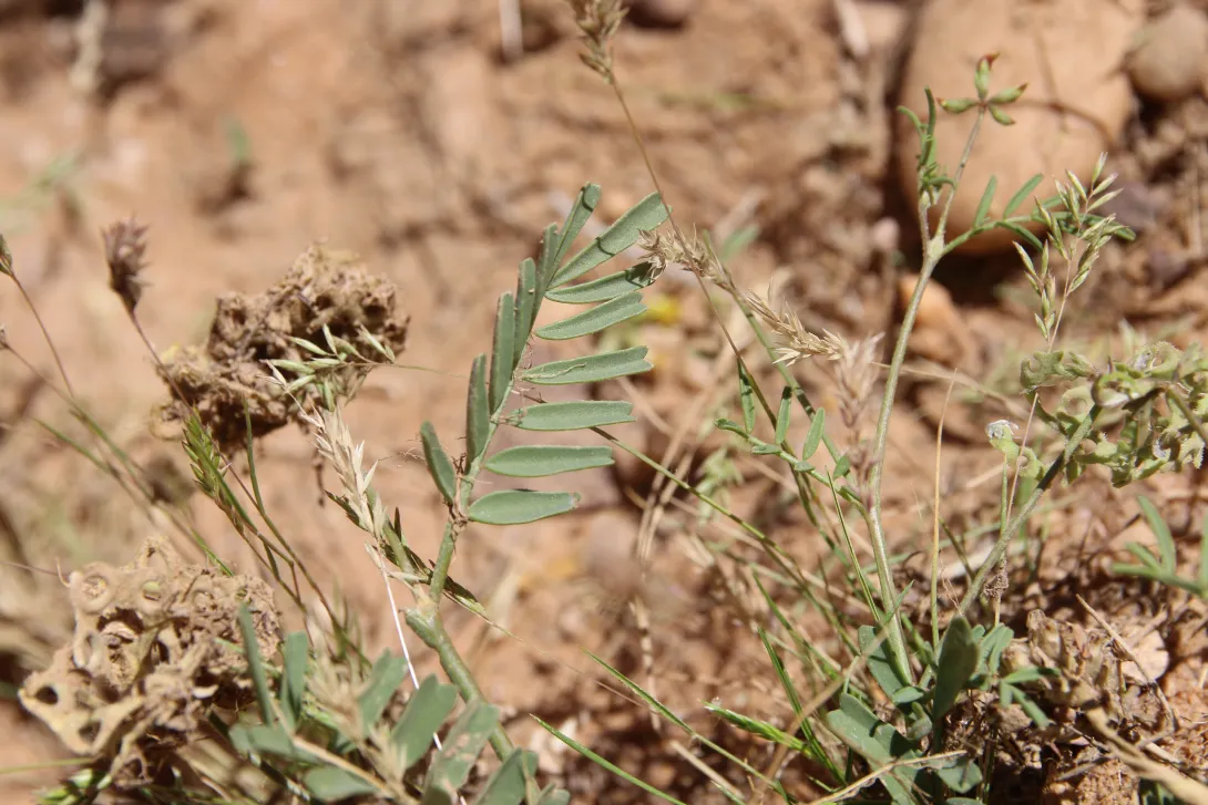 Hippocrepis areolata leaves