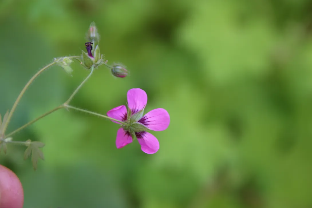 Geranium mascatense flower