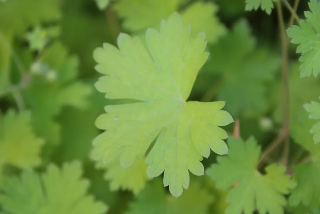 Geranium mascatense leaf