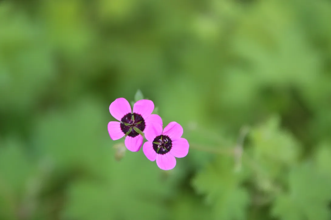 Geranium mascatense flowers