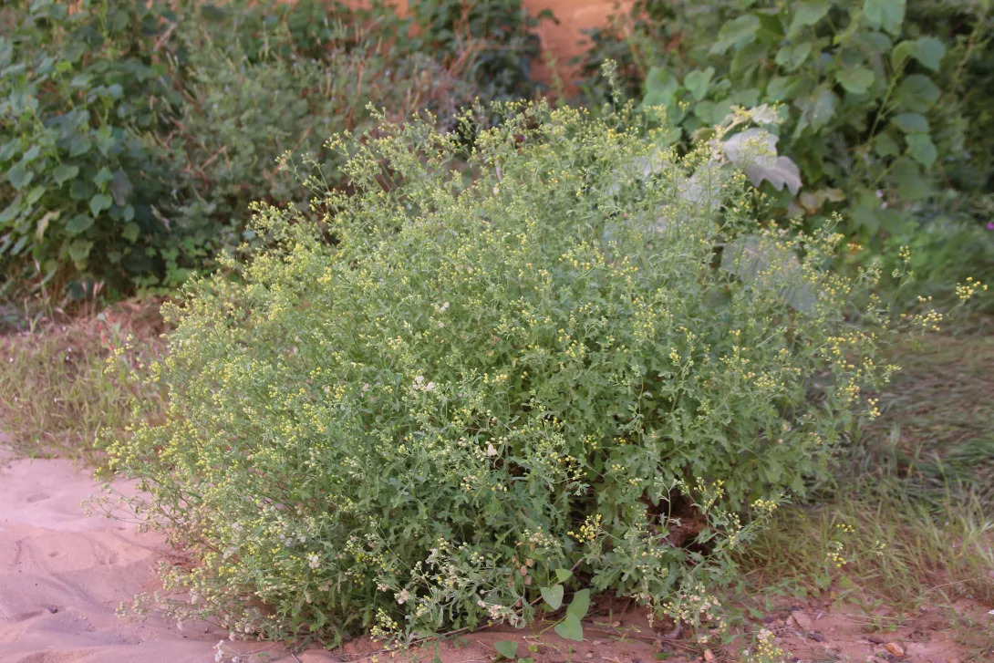 Whole plant