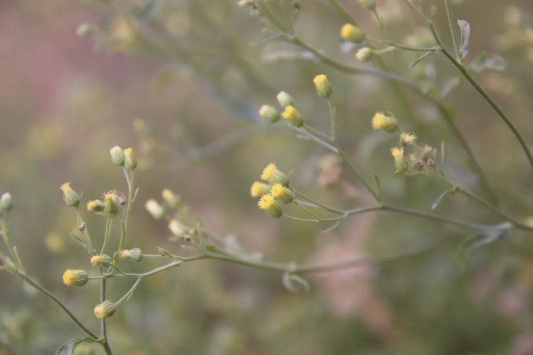 Eschenbachia stricta flowers