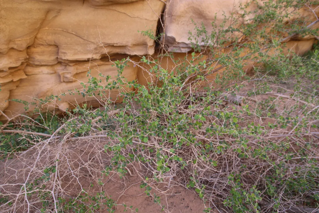 Whole plant