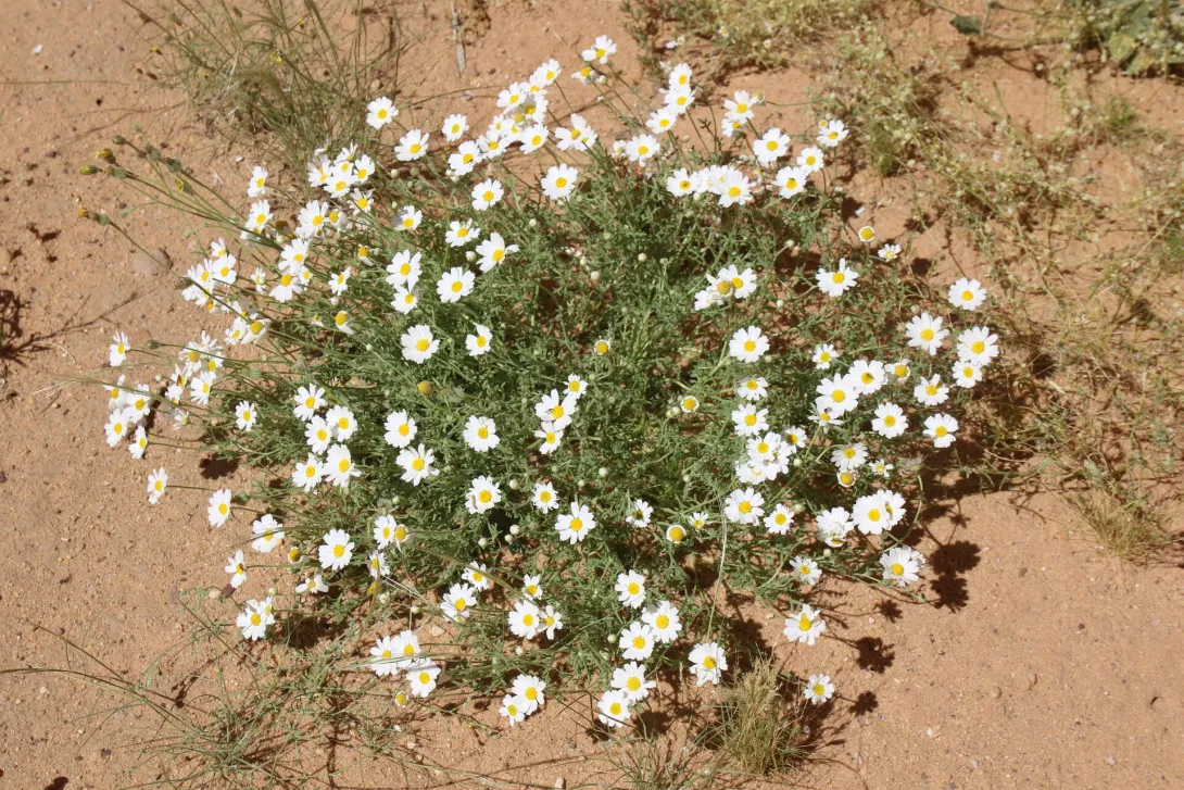 Whole plant