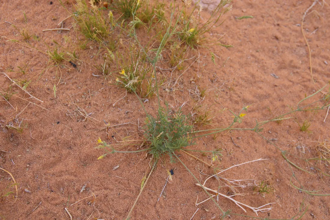 Whole plant
