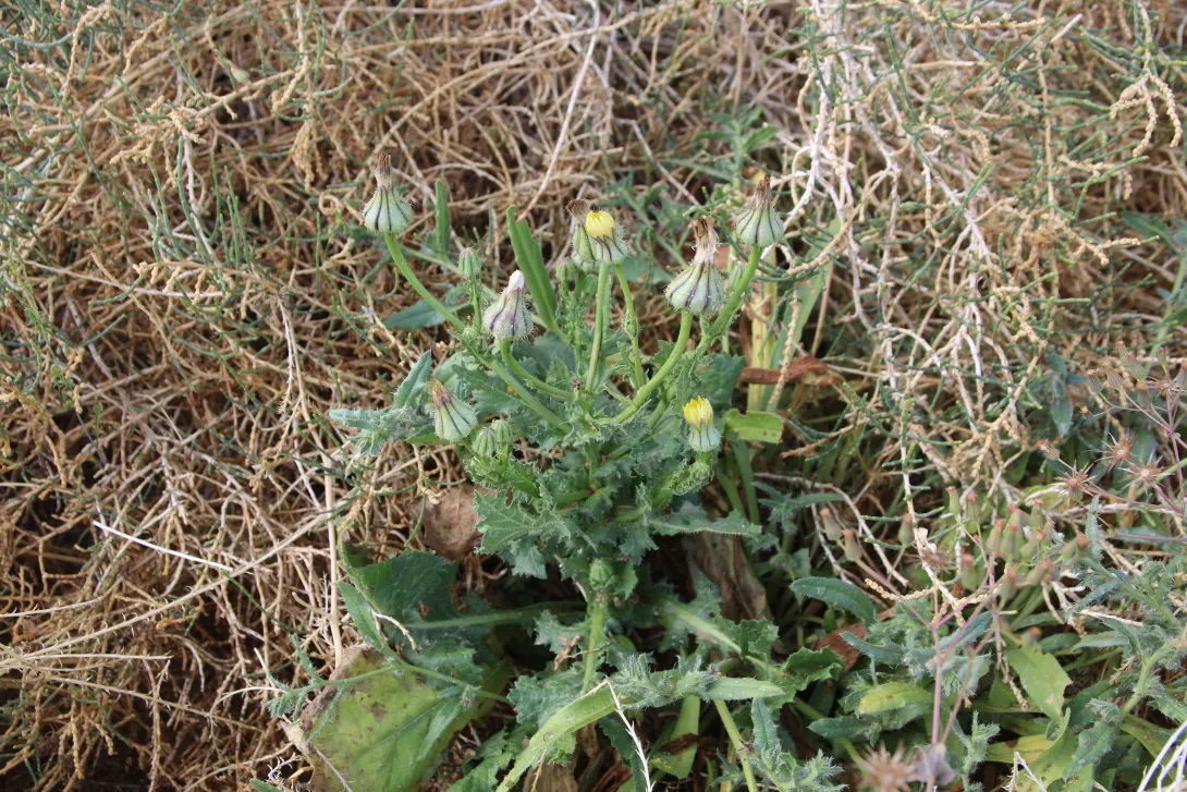 Whole plant