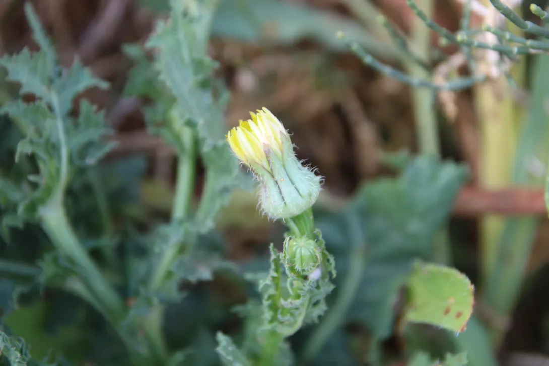 Urospermum picroides flower