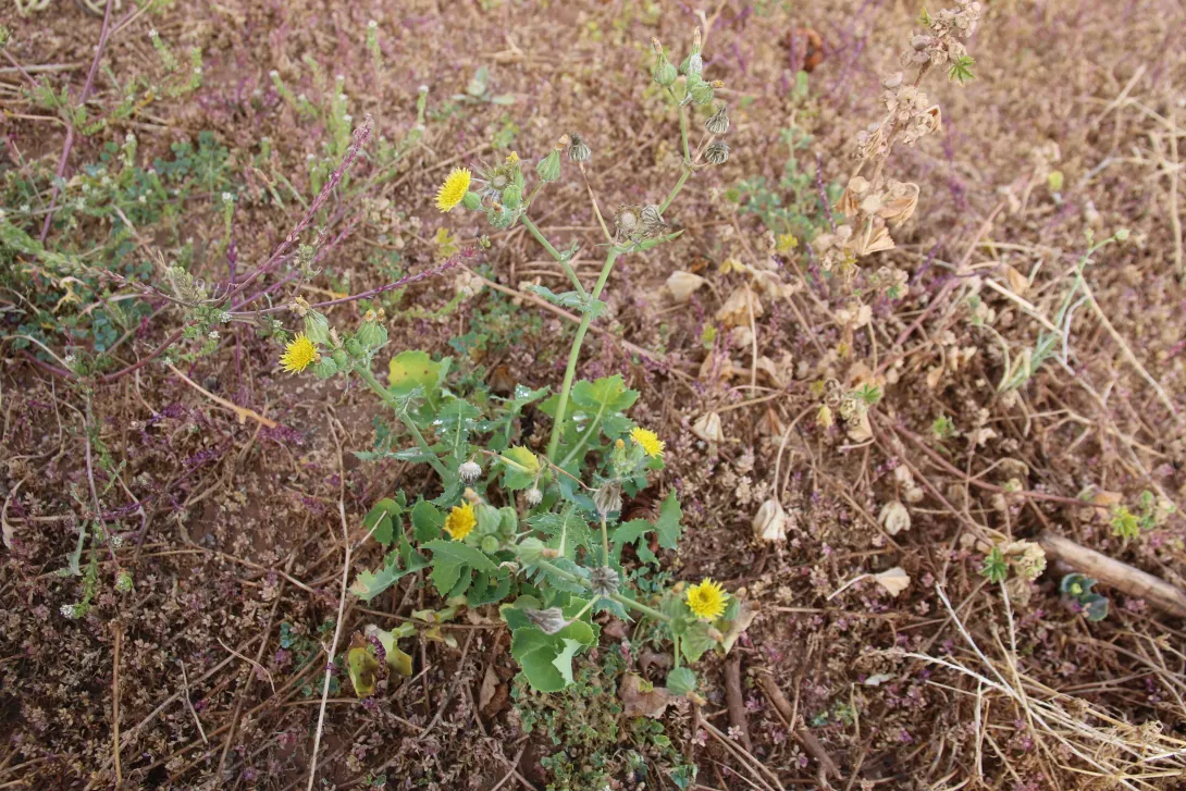 Whole plant