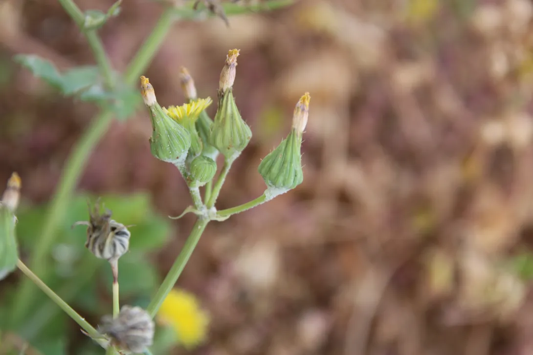 Sonchus oleraceus flowers