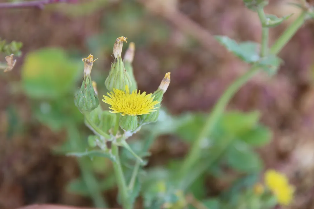 Sonchus oleraceus flowers